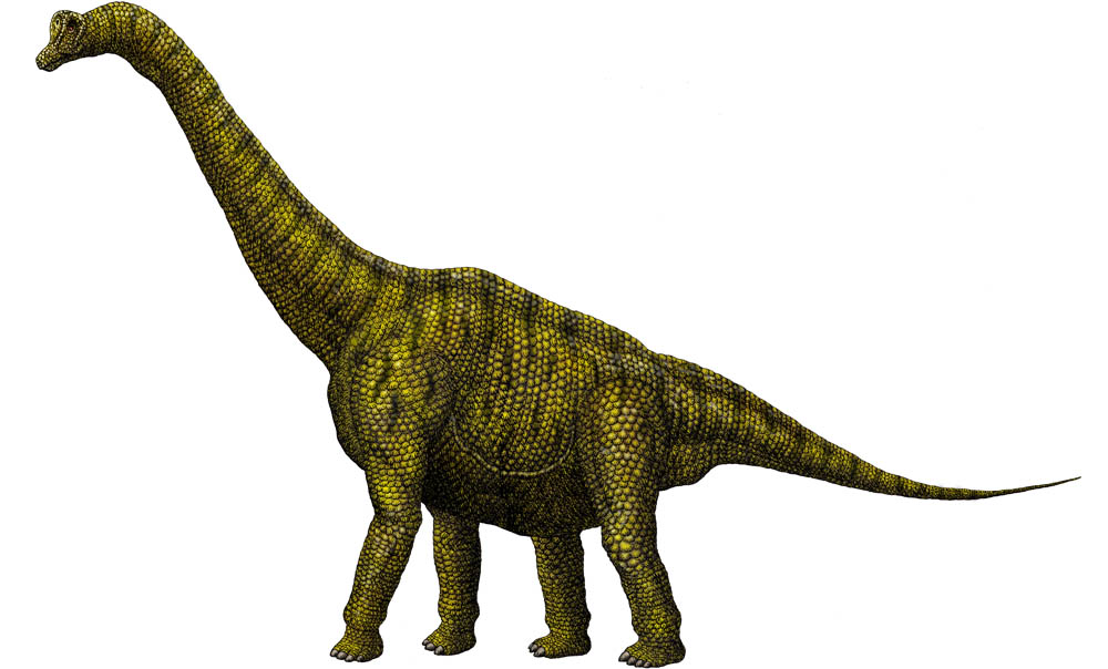 Brachiosaurus